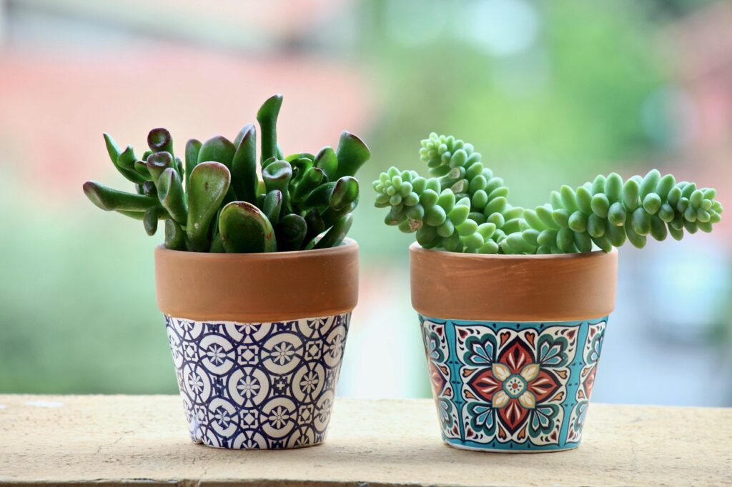 fat plants, pots, plant, leaf, food, garden, nature, green, succulent, cactus, terrace, spring, succulent, succulent, succulent, succulent, succulent, cactus, cactus, cactus