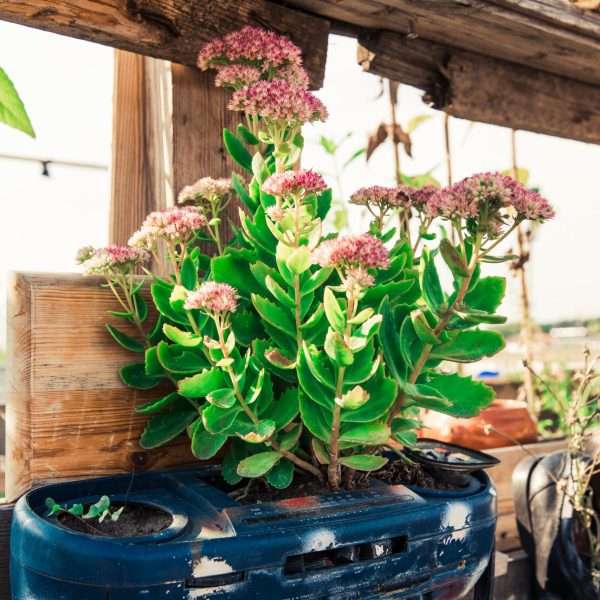 Close-up of a succulent plant in a unique upcycled pot, flourishing in an urban Berlin garden.