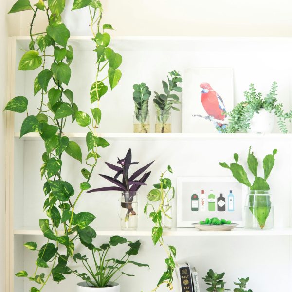 A well-styled indoor shelf featuring a variety of houseplants and framed artwork.