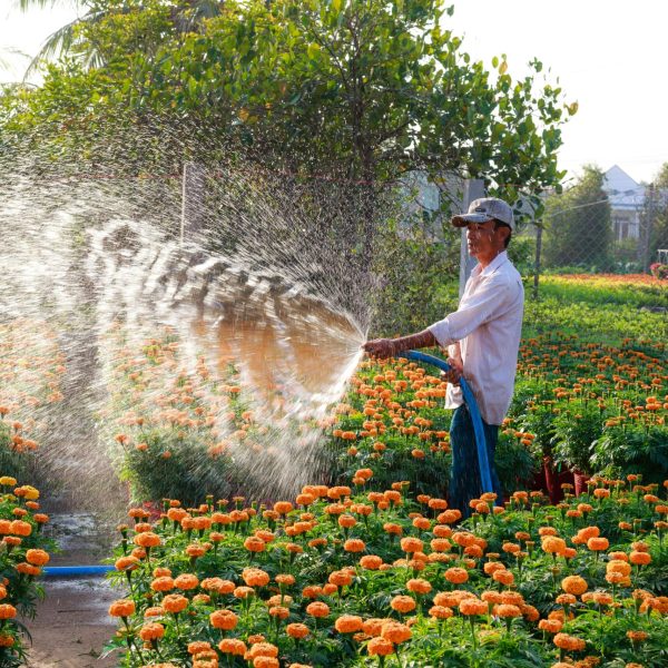 A gardener waters a lush field of bright marigold flowers under the morning sun, showcasing outdoor gardening beauty.