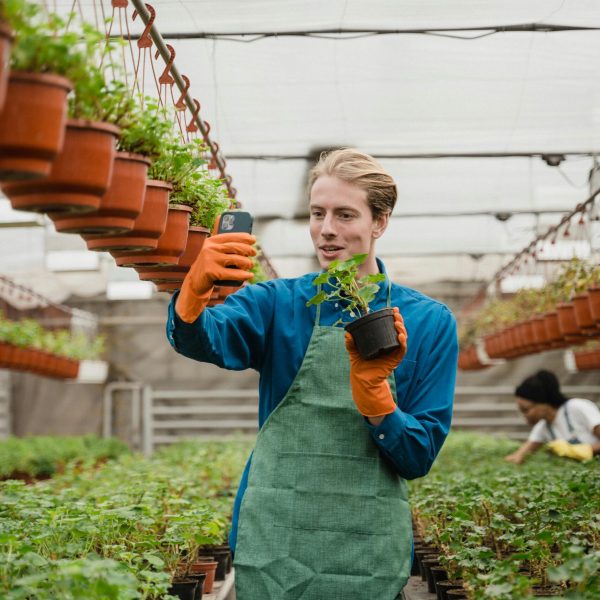 A horticulturist takes a photo of plants in a greenhouse using a smartphone.