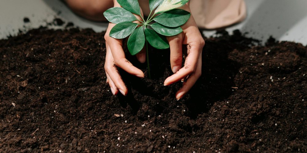 Hands gently planting a young sprout in fresh soil, symbolizing growth and care.